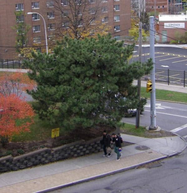 Austrian Pine on top of Syracuse University Hill