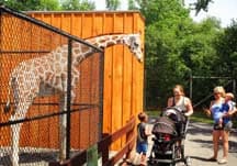 A giraffe makes friends with some of the KHH guests